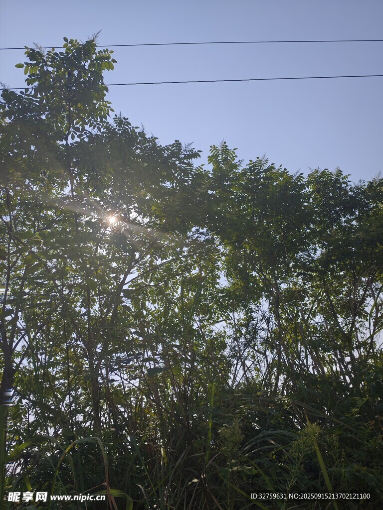 陽光穿透樹林的美好景象