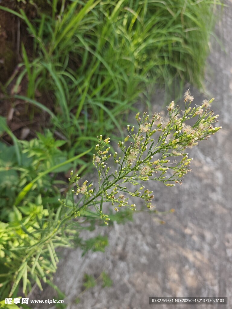 路邊生長的綠色植物