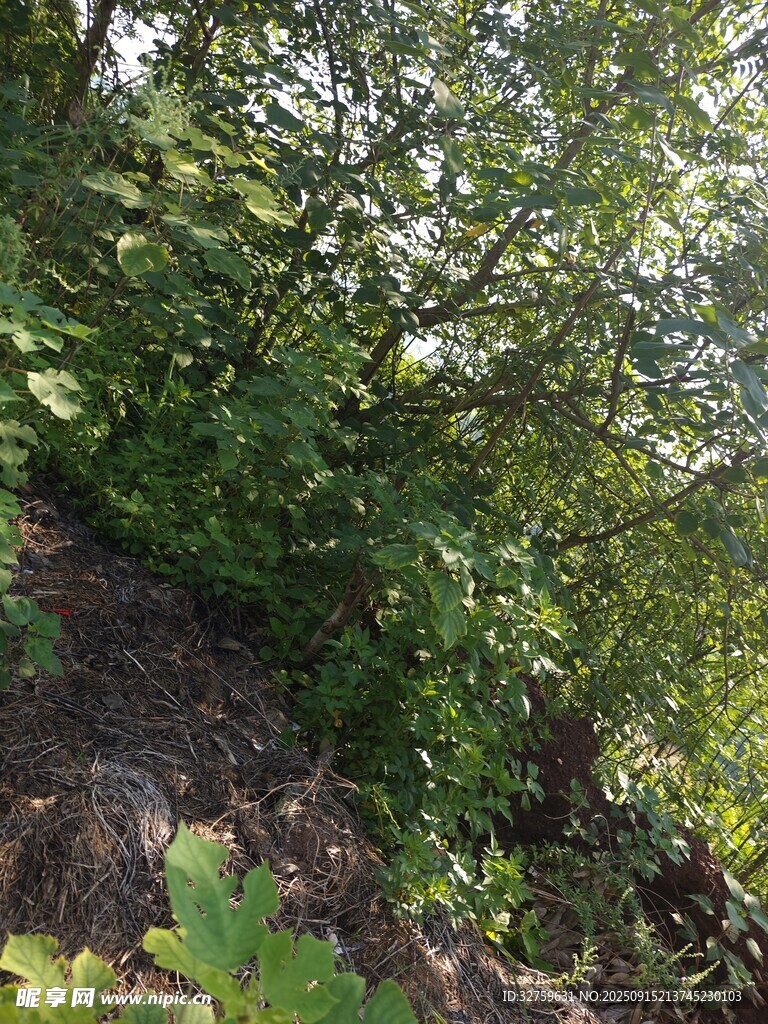 茂密綠植的自然景象