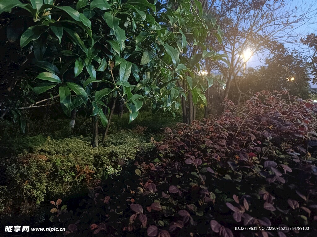 林間光影下的多彩植物