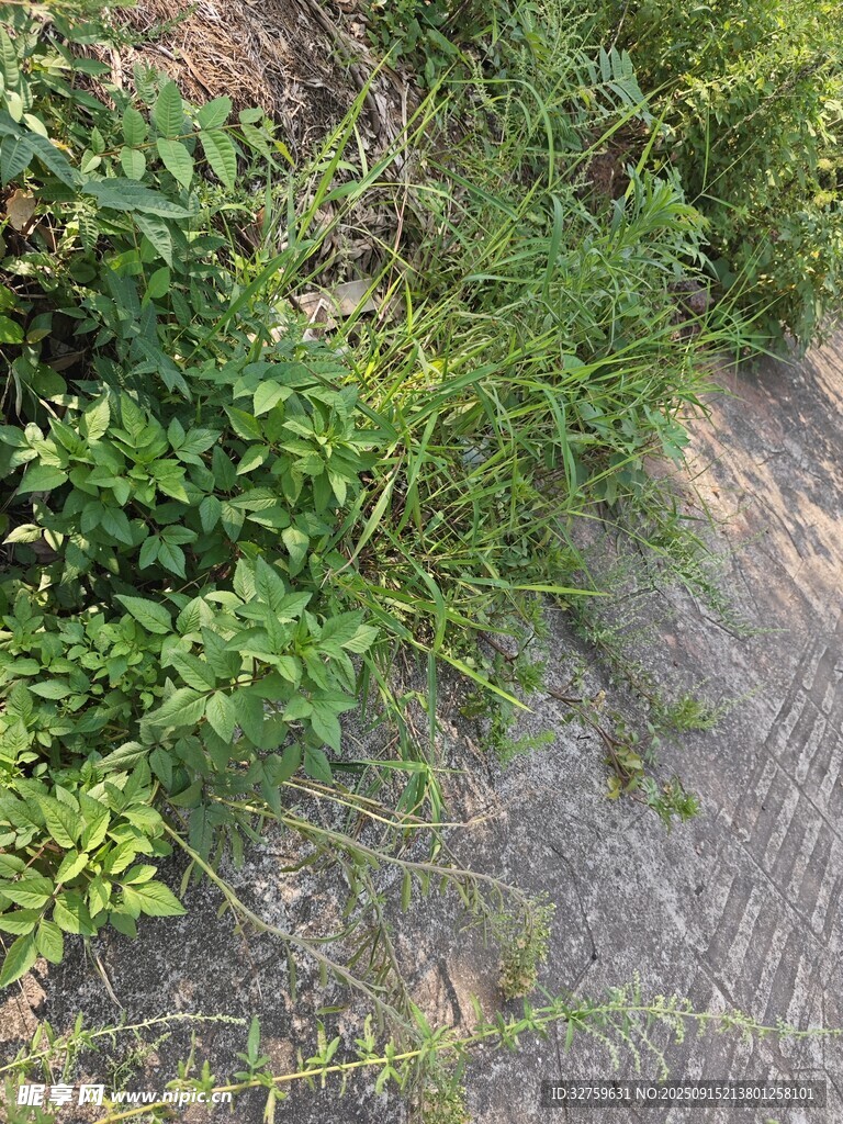 路邊繁茂綠植