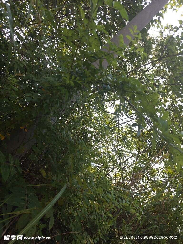 茂密叢林中的高大樹木