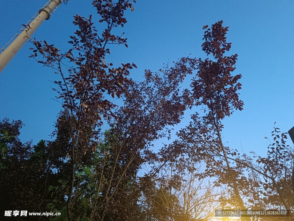 夕陽(yáng)下的樹(shù)木美景