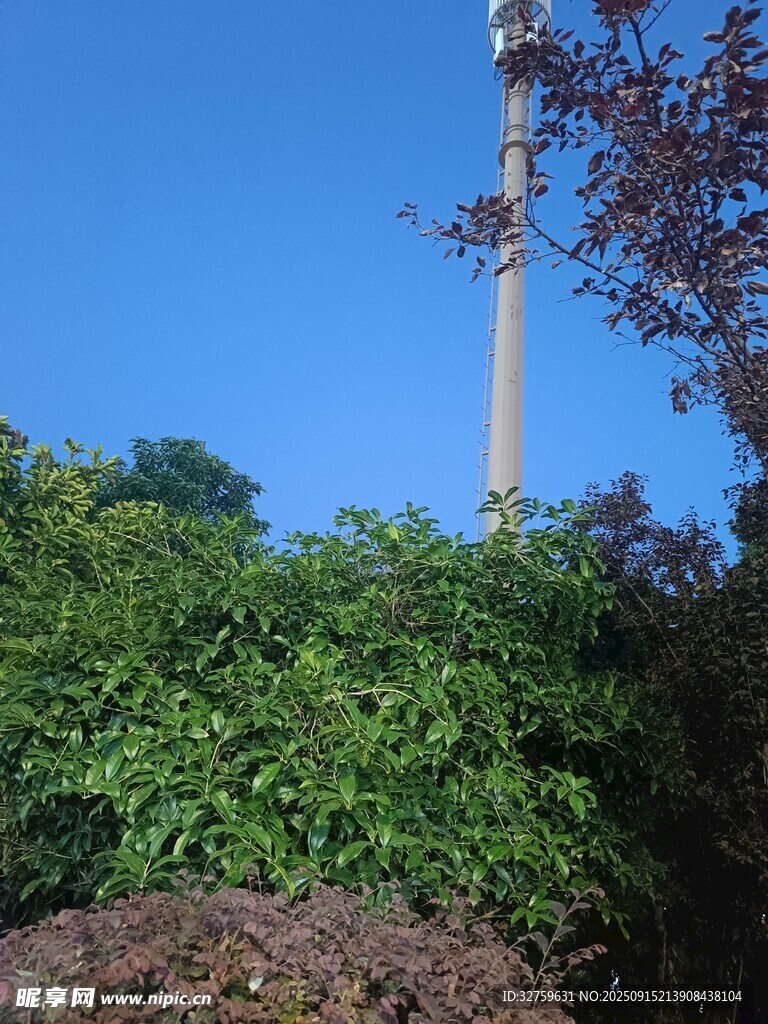 藍(lán)天綠樹間的高聳電桿