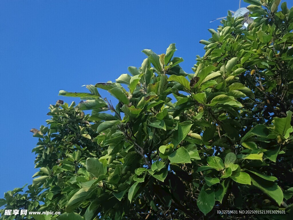 藍天映襯下的繁茂綠葉