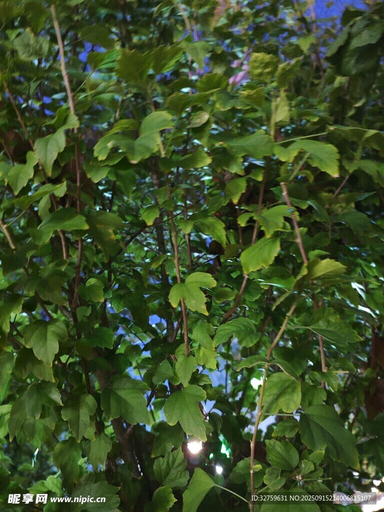 繁茂綠葉間的自然景致