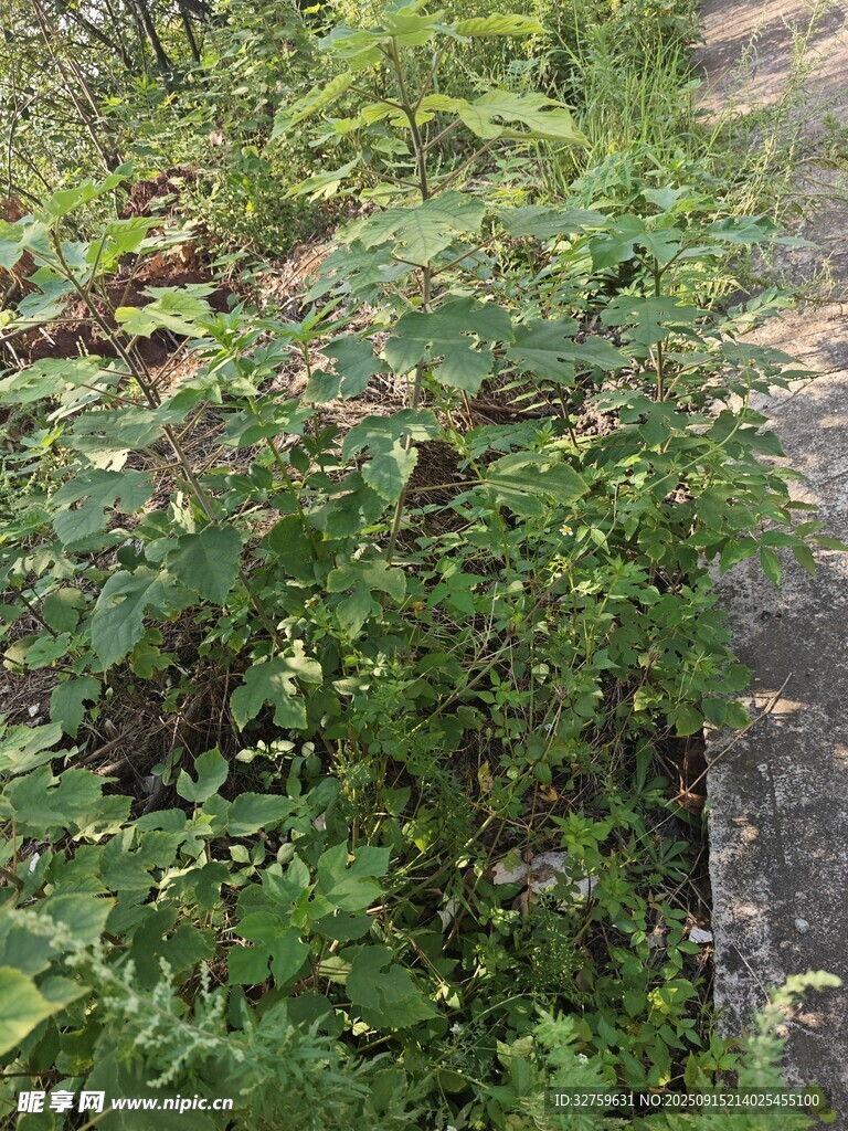 路邊繁茂綠植景象