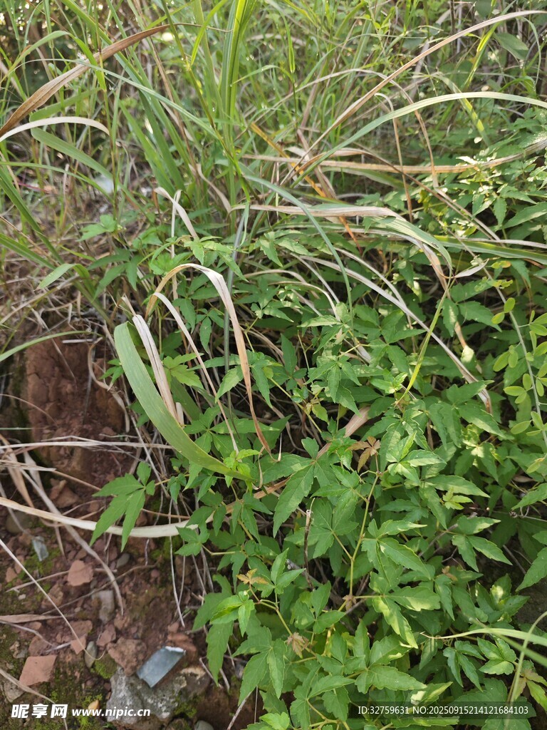 野外叢生的多樣綠色植物