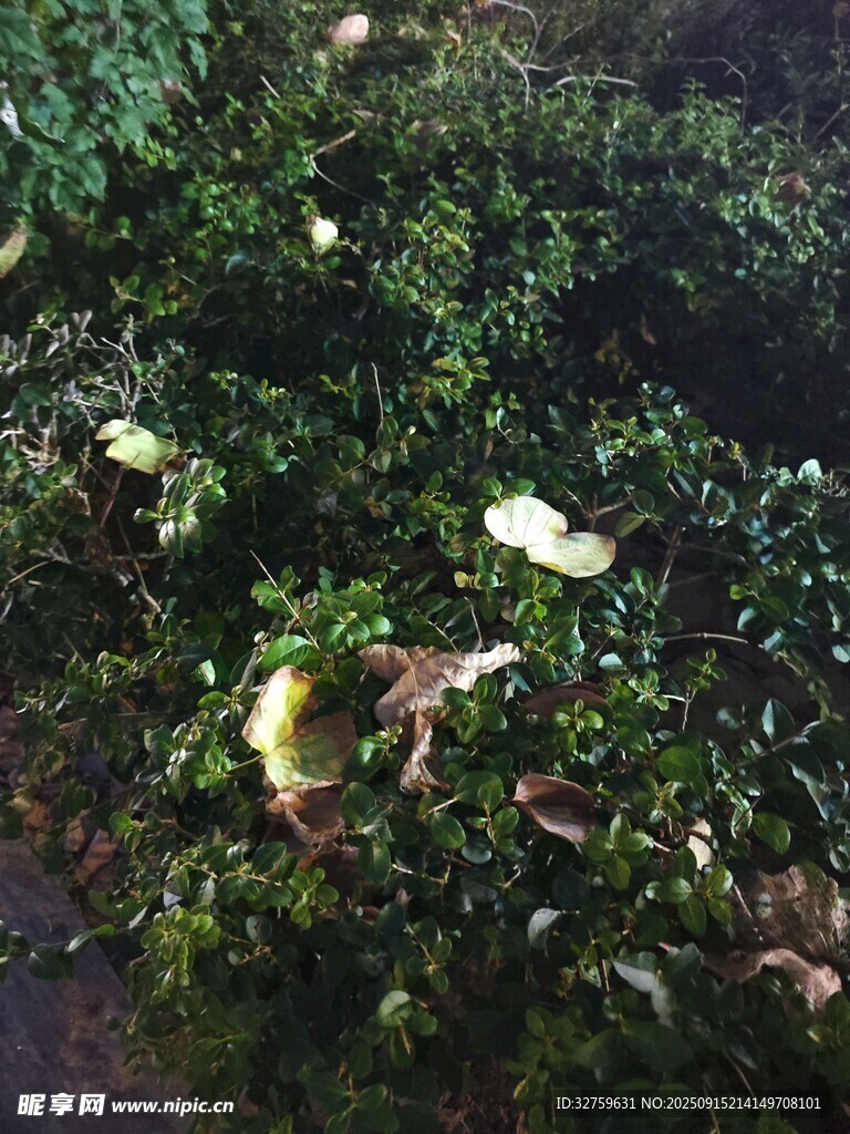 地面散落的綠色植物殘片