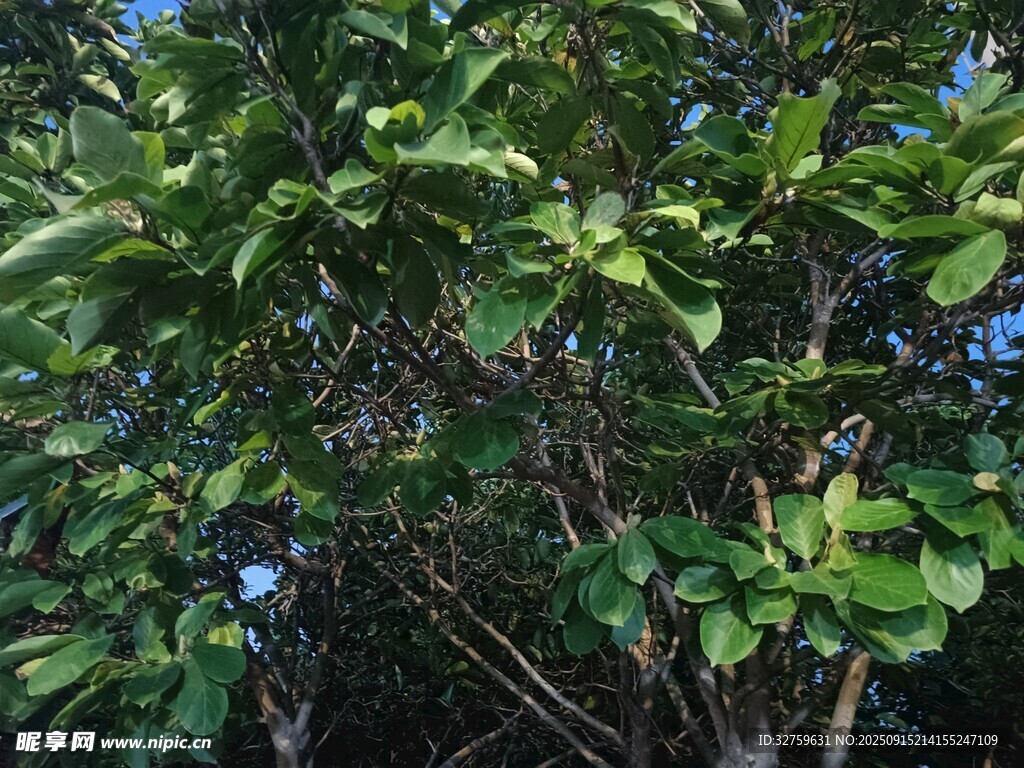 綠葉間的藍花植物