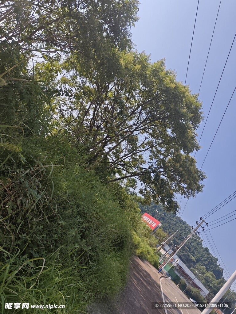 路邊綠樹與電線景象