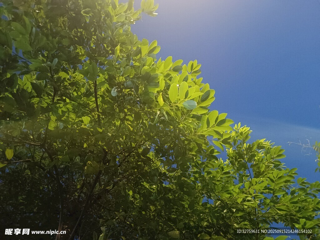 陽光透過綠葉灑向藍(lán)天