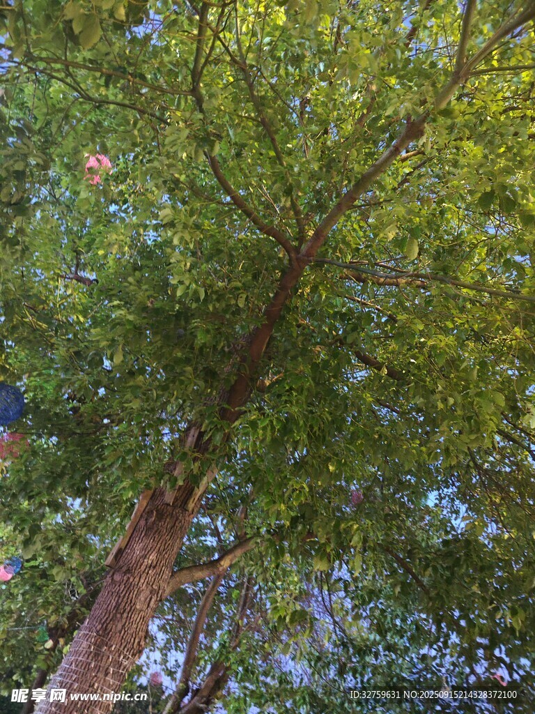 仰視蔥郁大樹