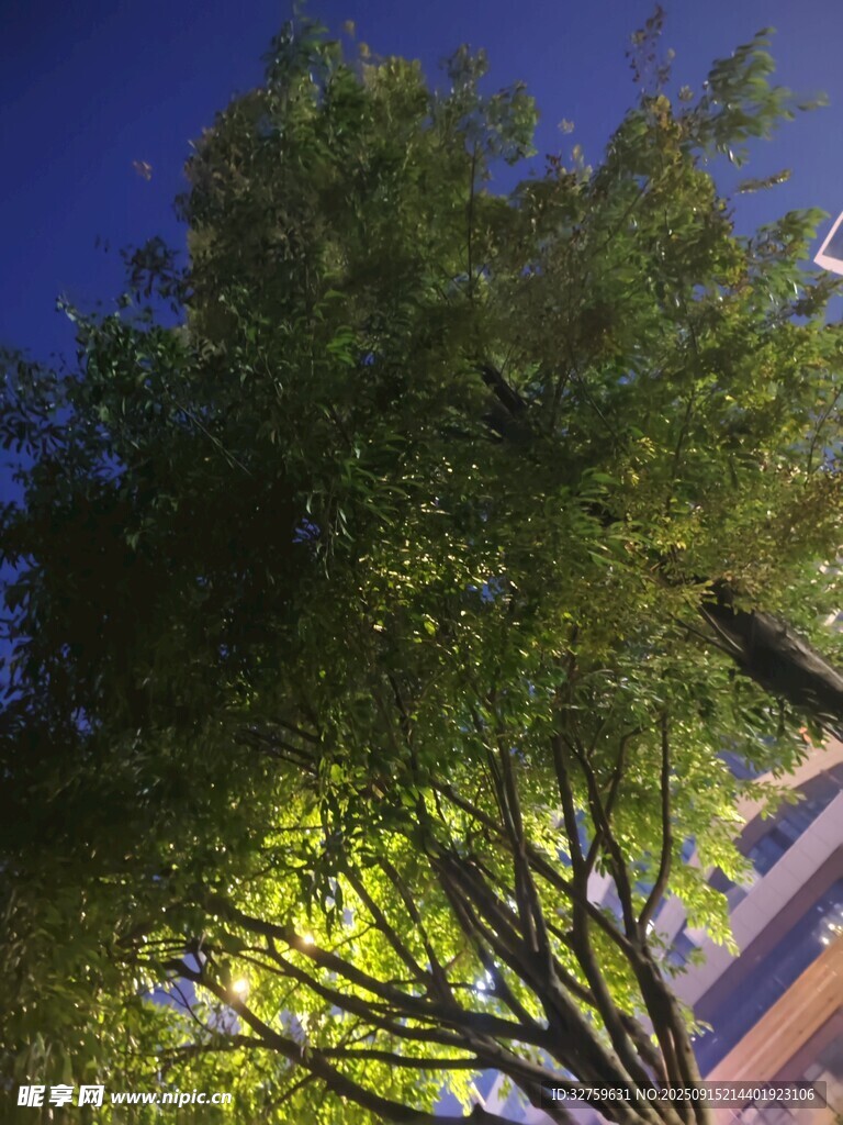 夜幕下的蔥郁樹木