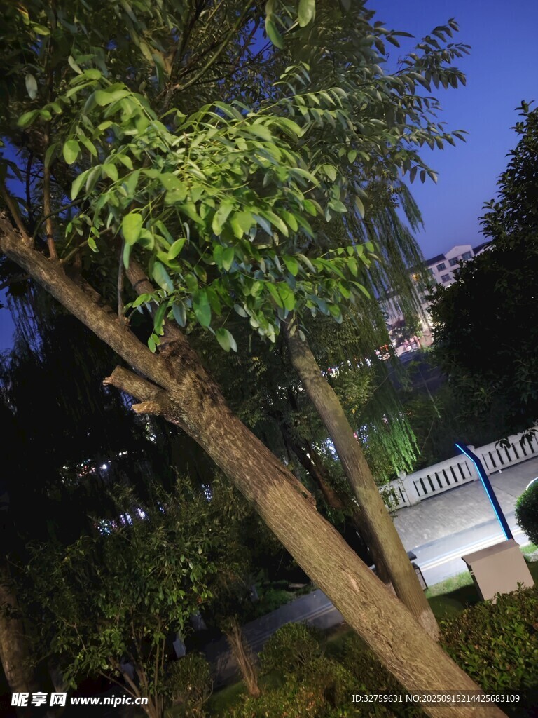 夜幕下的蔥郁樹木