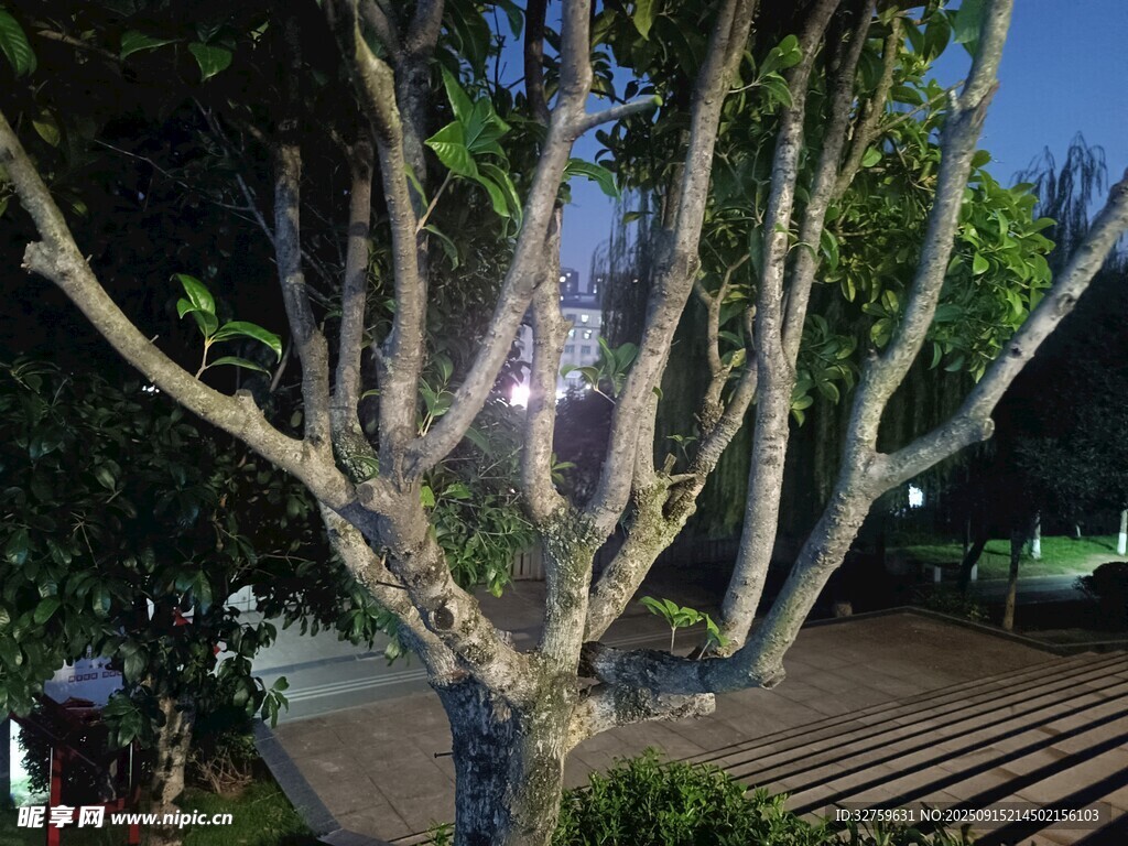 夜色中光禿樹枝與周邊景致