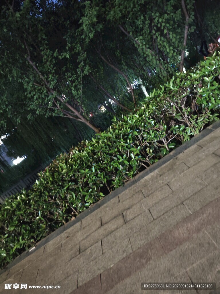 夜晚綠植旁的木質(zhì)步道