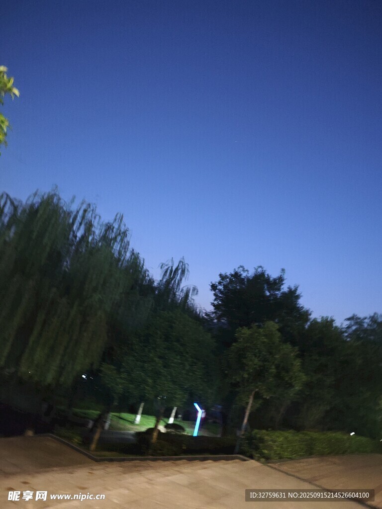 黃昏下的樹林景致