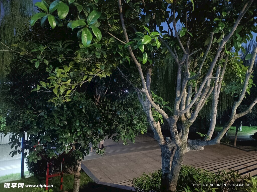 庭院中的繁茂樹木景觀