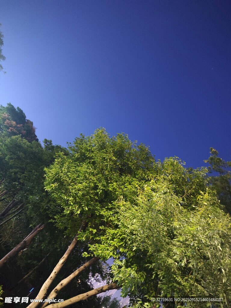 仰望蔥郁樹林與藍天