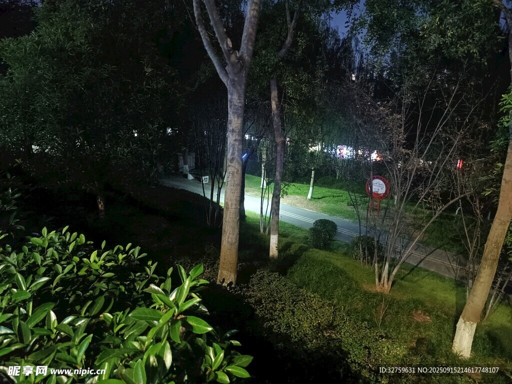 夜晚公園綠植與樹木景觀