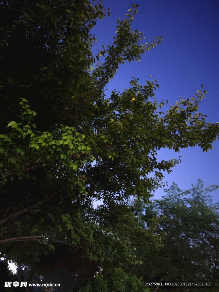 藍(lán)天綠樹景致