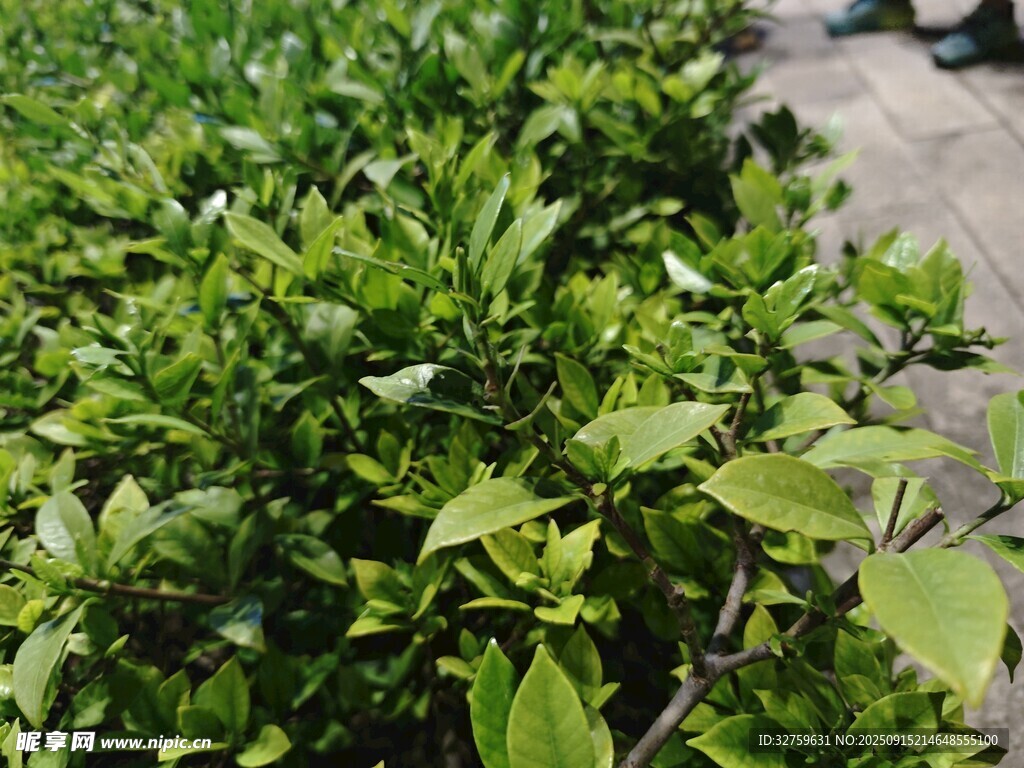 翠綠繁茂的綠植景觀