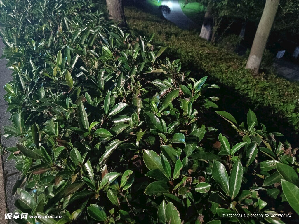 整齊排列的綠植景觀