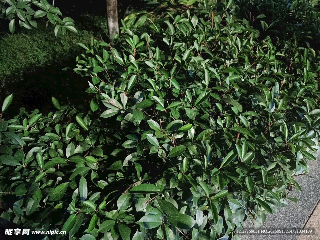 綠葉繁茂的灌木叢