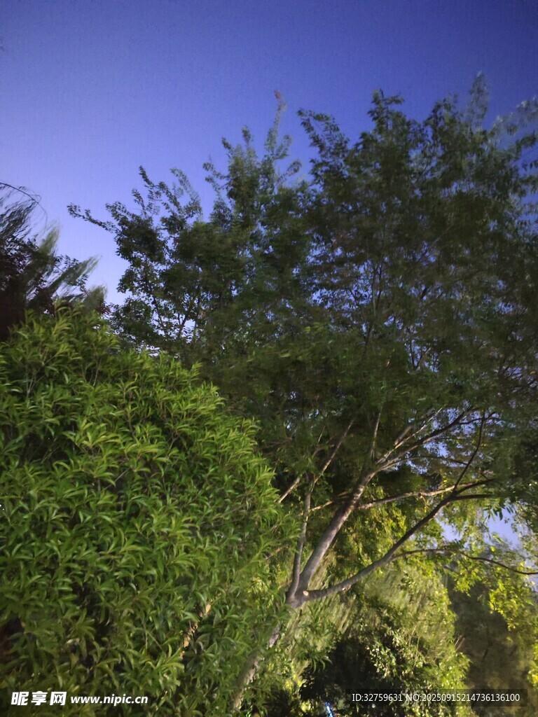 藍(lán)天綠樹自然美景