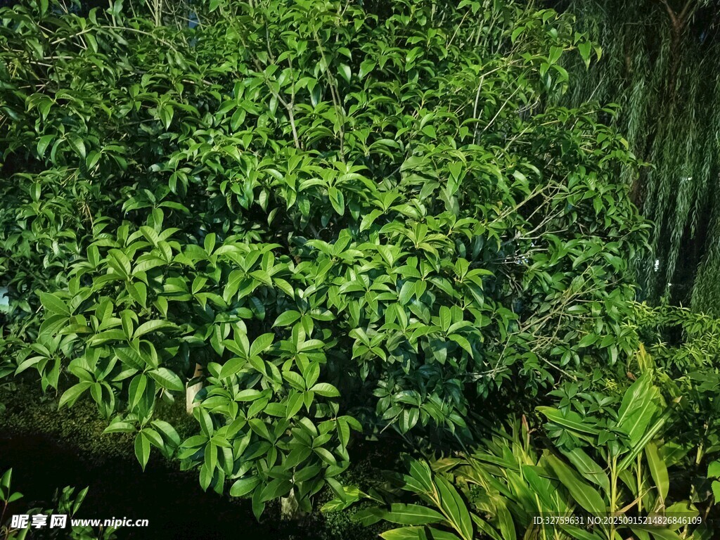 茂密翠綠的叢林植物景觀