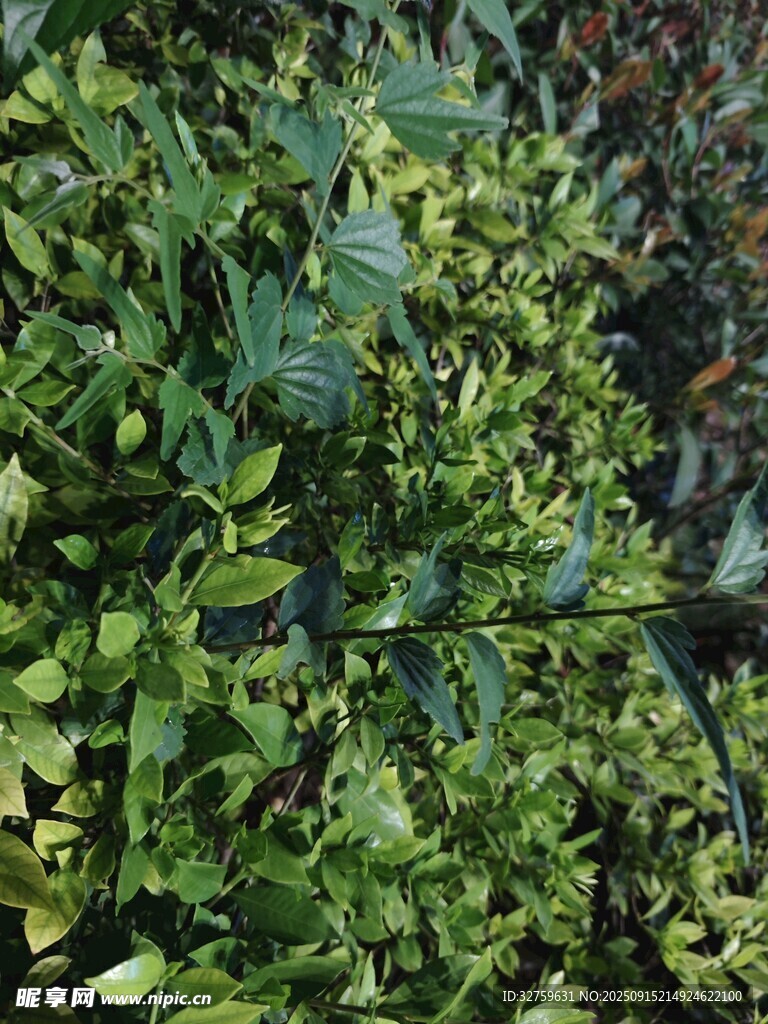 翠綠繁茂的綠植景觀