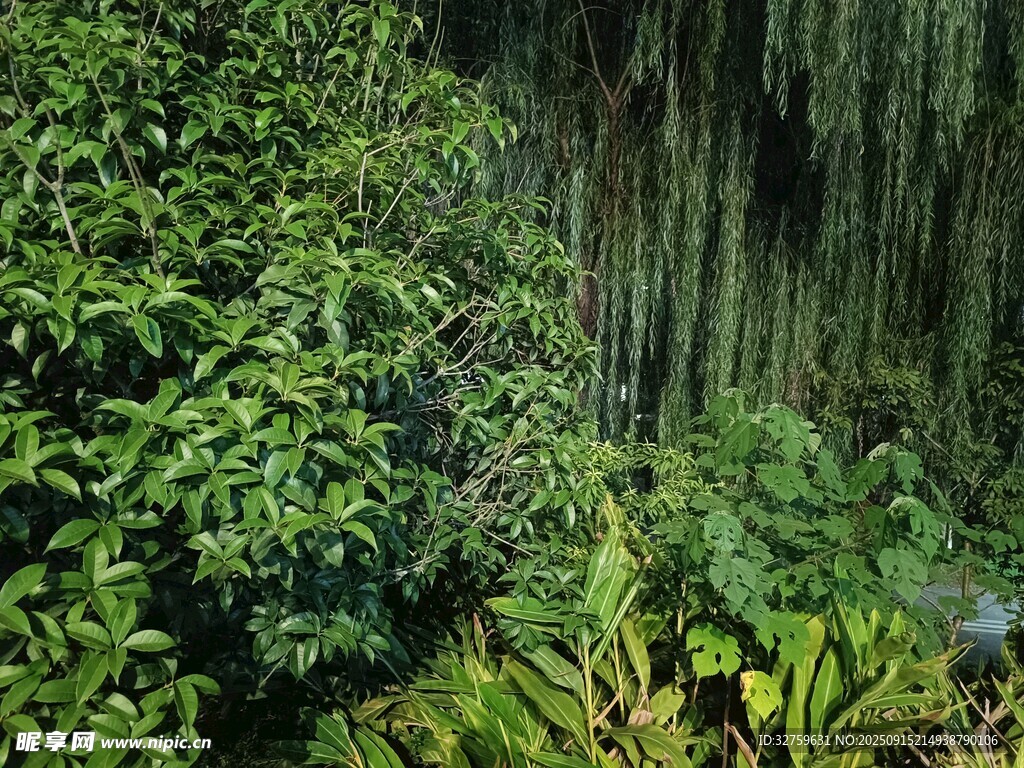茂密叢林中的翠綠植物