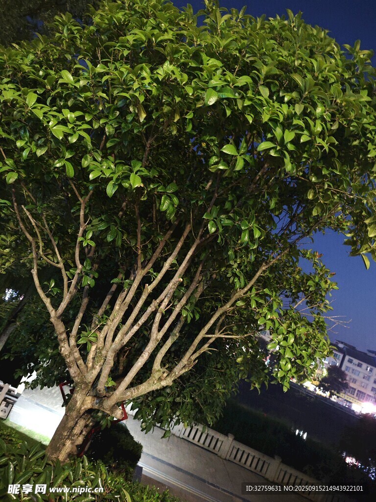 夜晚街邊的繁茂綠樹