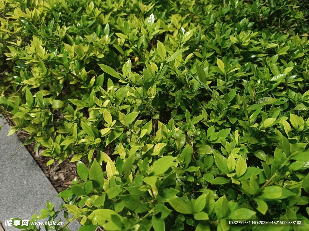 翠綠繁茂的路邊綠植