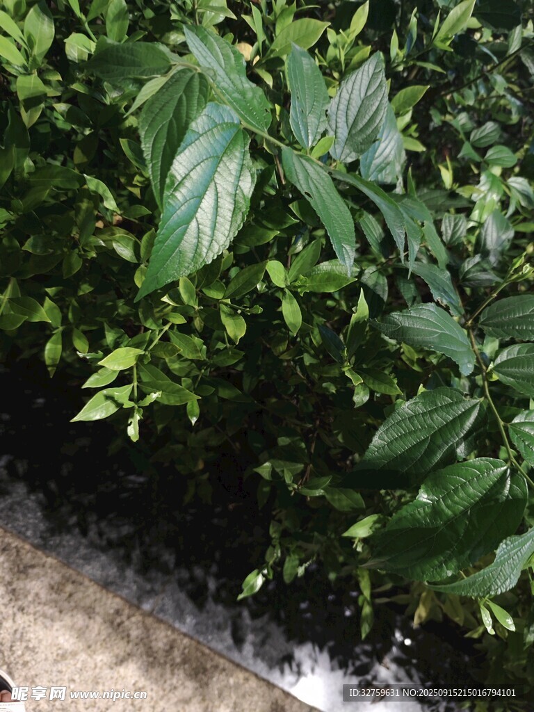 綠葉植物景觀