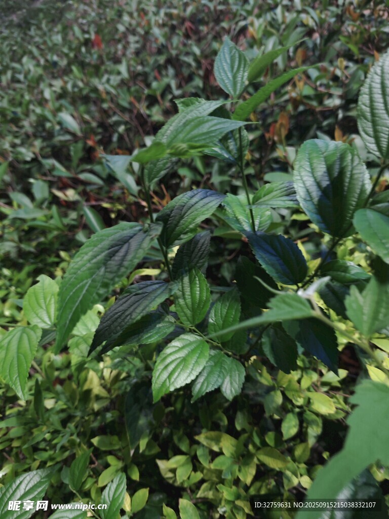 多樣綠植的繁茂景象
