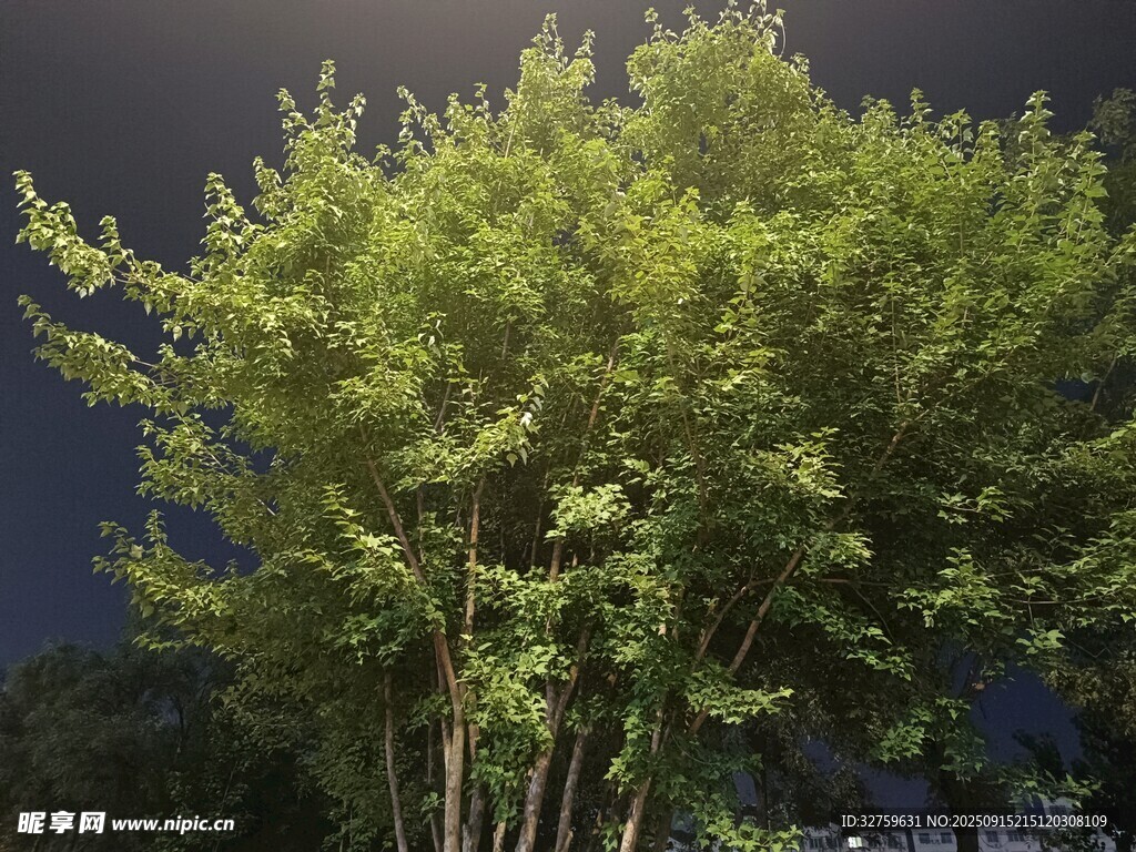 夜晚中的蔥郁樹木