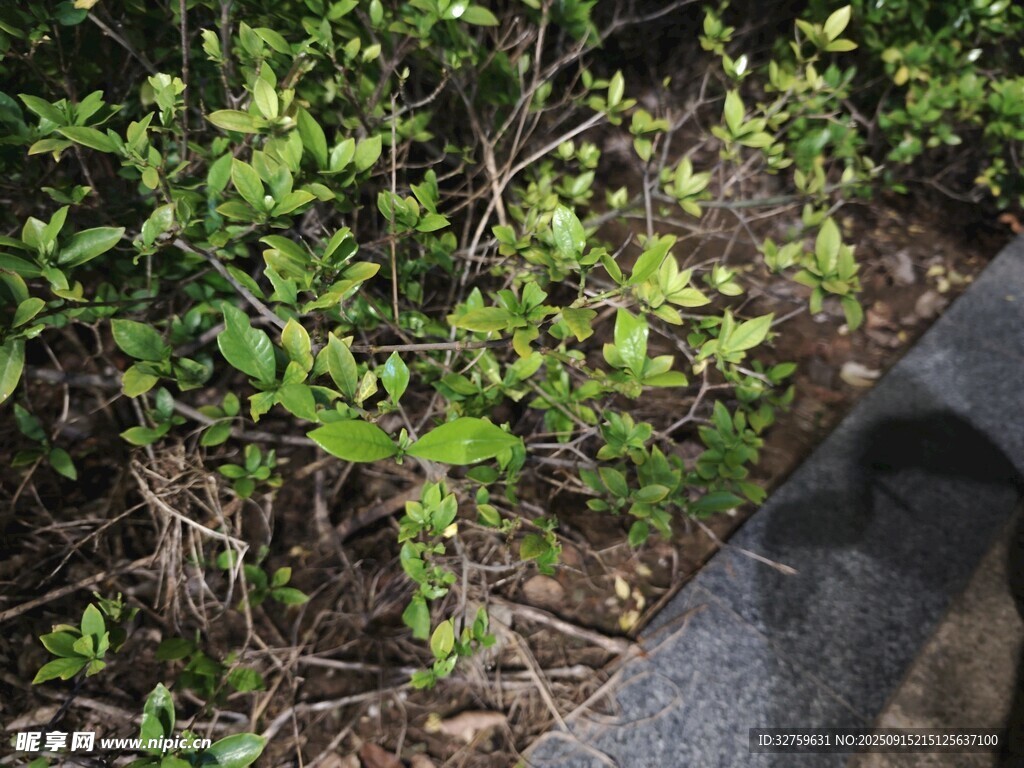 路邊綠植與黑色物體