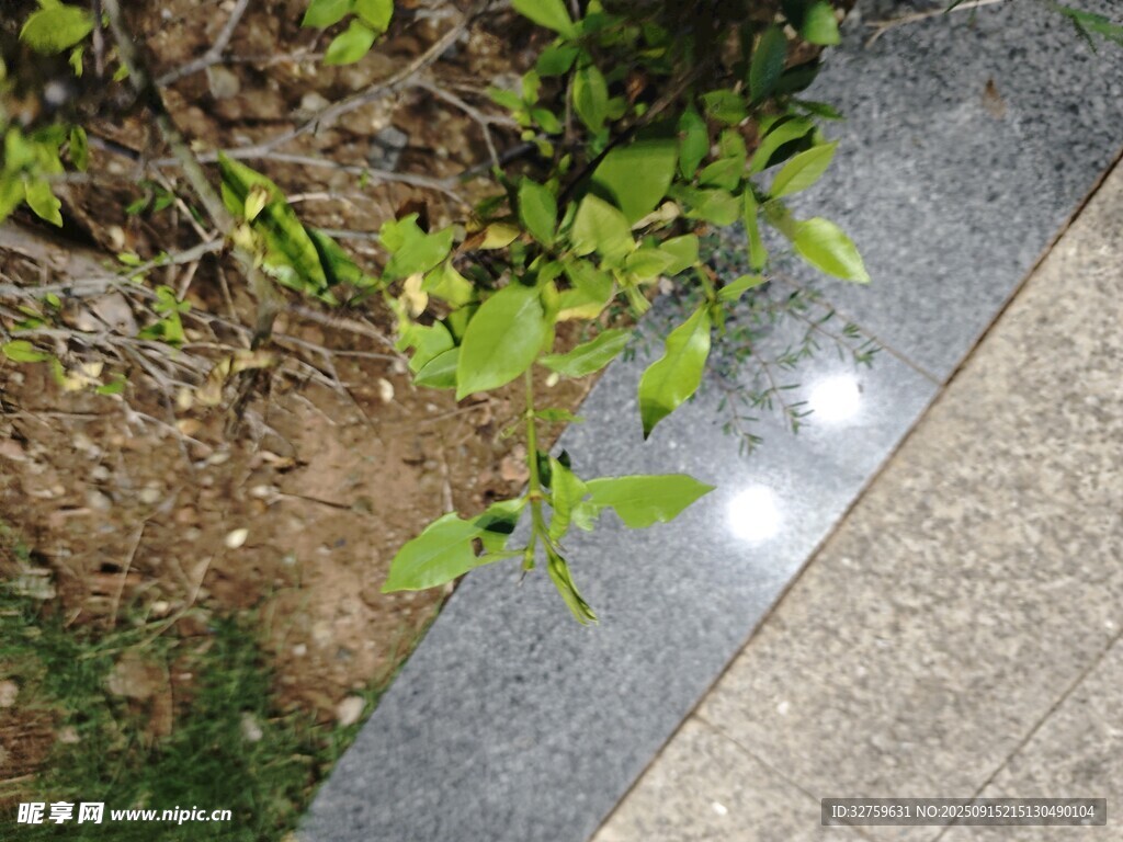 路邊綠植與石板交界景象