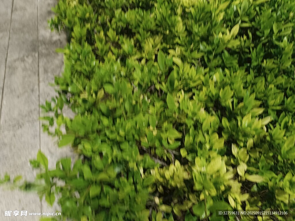 翠綠繁茂的低矮綠植景觀