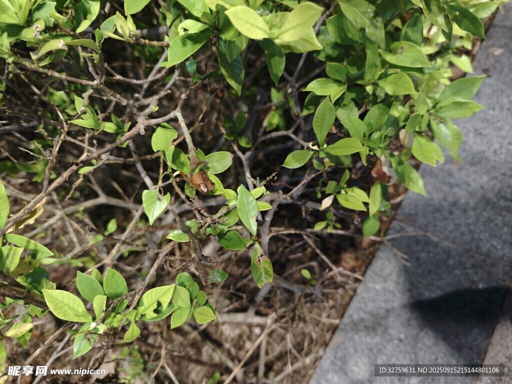 地面綠植與灰色物體景觀