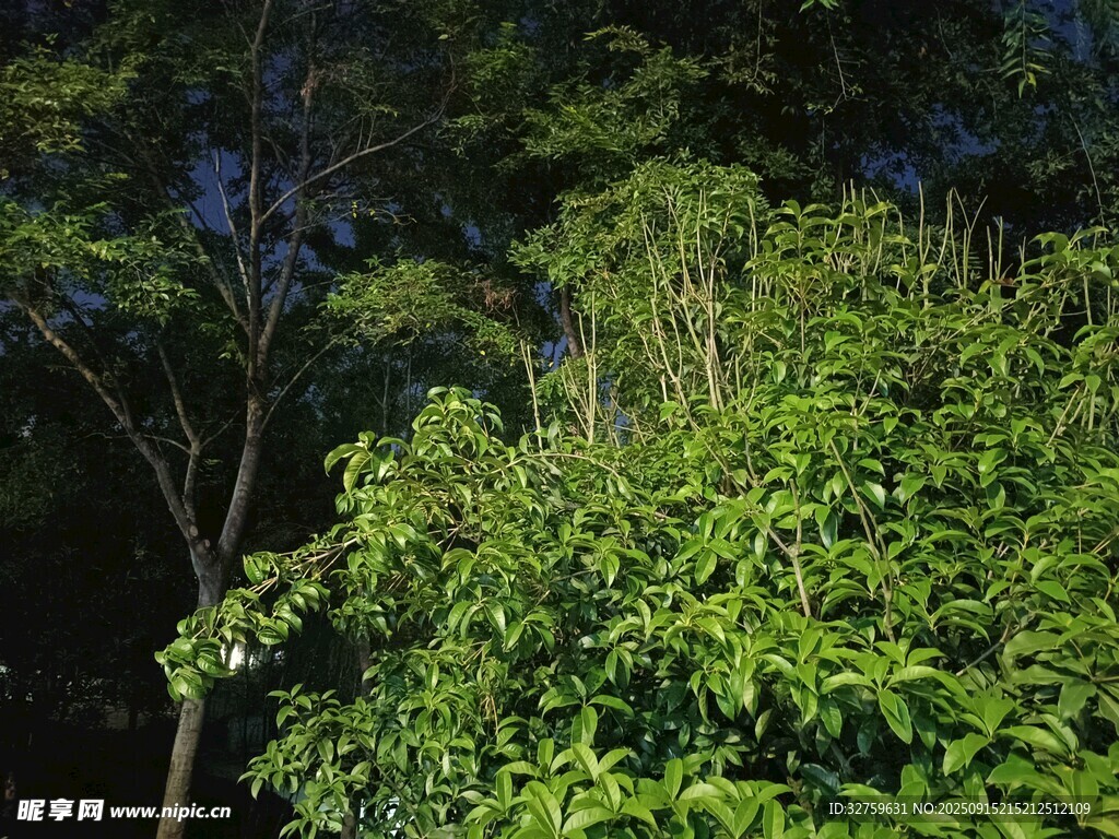 夜幕下的蔥郁樹林