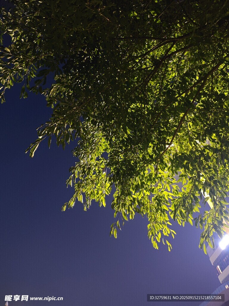 夜幕下的繁茂枝葉