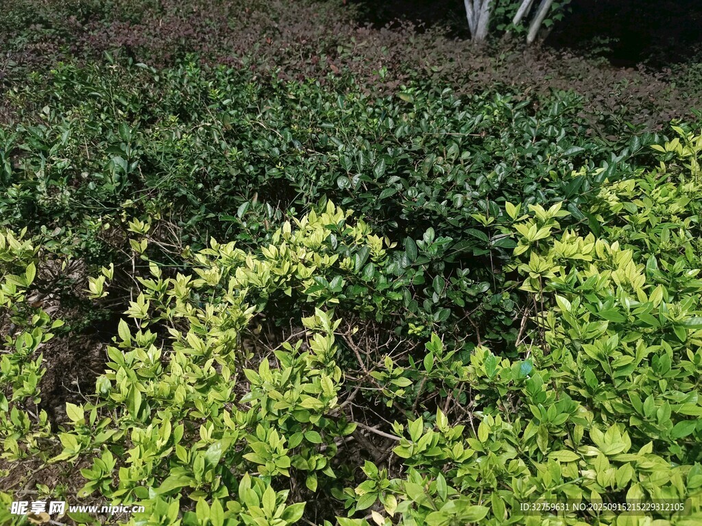 多彩綠植景觀