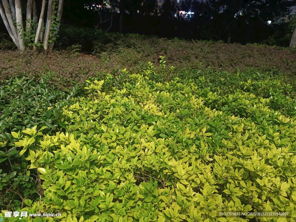 金黃綠植景觀