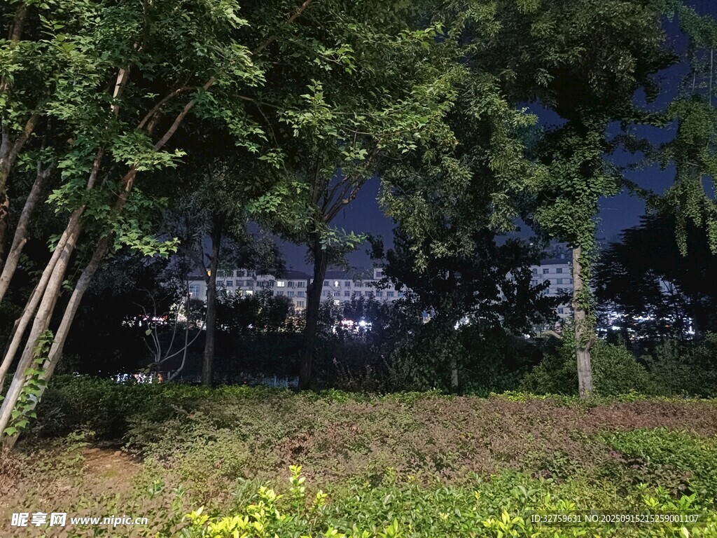 夜幕下的樹林景觀