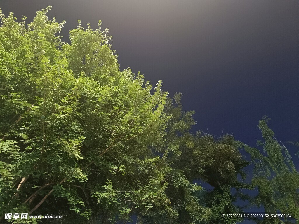 夜空下的蔥郁綠樹