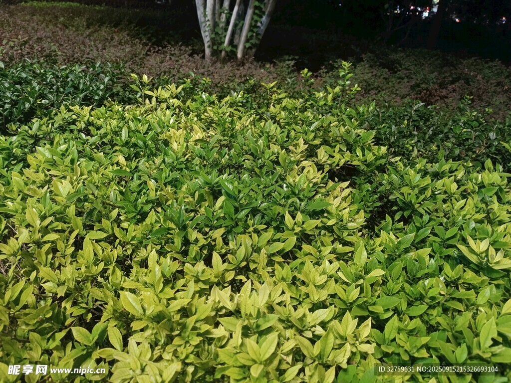 夜間翠綠繁茂的綠植景觀