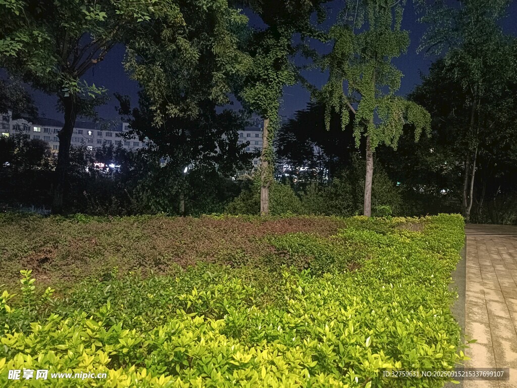 夜晚綠植環(huán)繞的靜謐小徑